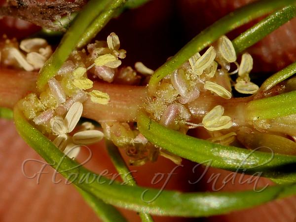 Few-Flowered Watermilfoil